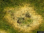 Dip Çürümesi (Damping off)