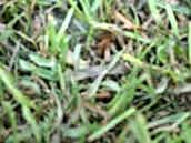 Kahverengi Yama Hastalığı