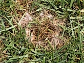 Çökerten (Pythium Blight)