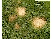 Köpek Dışkı Lekeleri