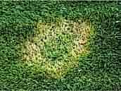 Fusarium Blight