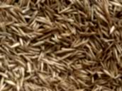 Festuca Rubra Commutata