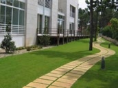 Green King 6M Super Suny