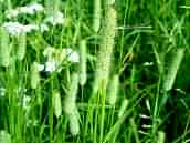 Çayır Kelp Kuyruğu